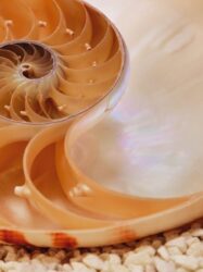 Papel de Parede - Nautilus - 1-601