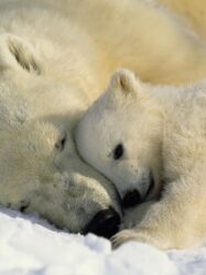Painel Fotográfico - Polar Bears - 1-605