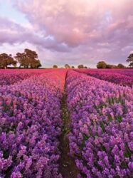 Painel Fotográfico - Lavendel - 1-615