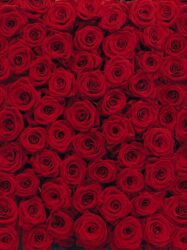 Painel Fotográfico - Roses - 4-077
