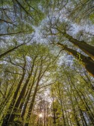 Painel Fotográfico - Canopy - 4-522