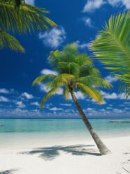 Painel Fotográfico - Ari Atoll - 4-883
