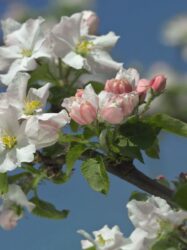 Painel Fotográfico - Primavera - 8-735