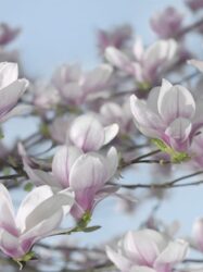 Painel Fotográfico - Magnolia - 8-738