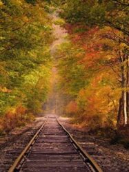 Painel Fotográfico - Indian Summer - 8-903