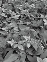 Painel Fotográfico - Forest Floor - 8-914