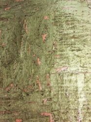Pedra Natural Mica  Estampa com Aspecto Vintage Acobreado  KH2201